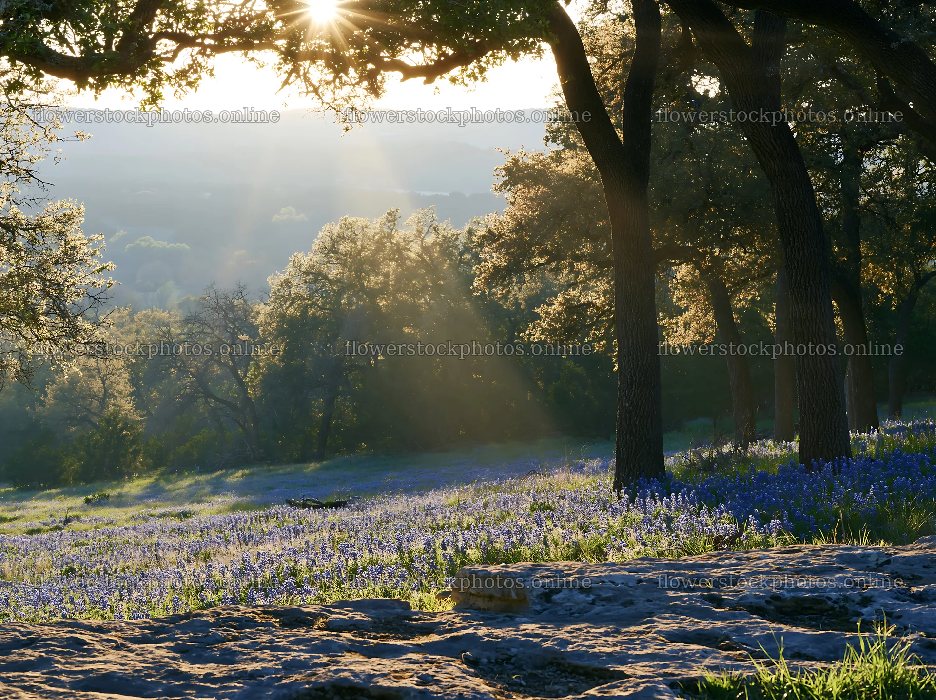 Rays of light shine over a meadow with blue flowers – flower stock photos 9174x6866