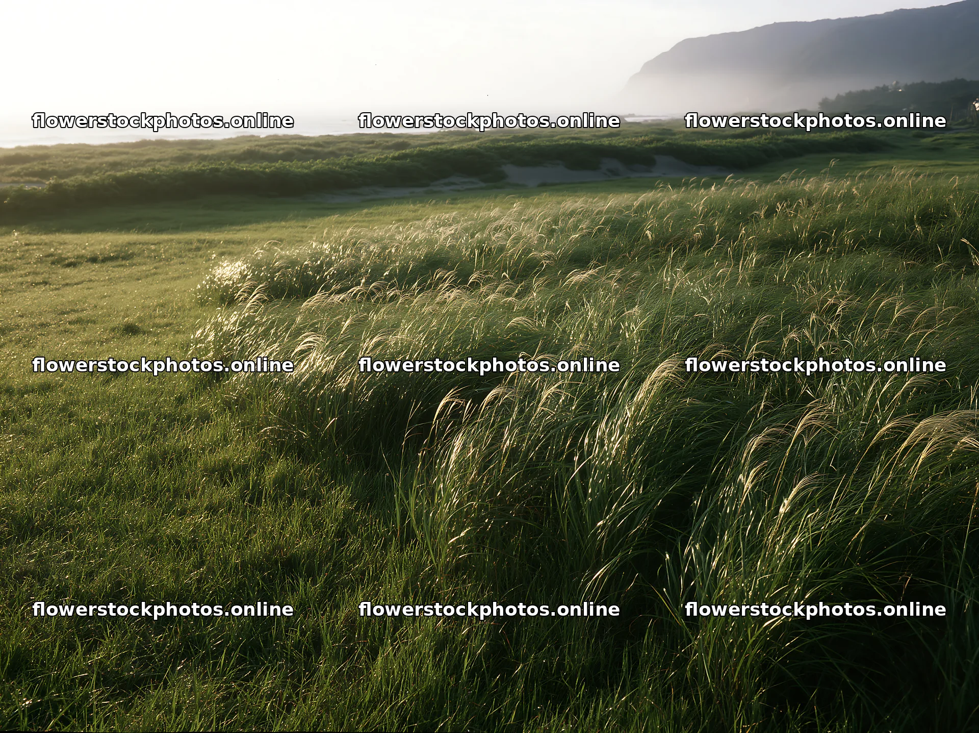 Tottori windy meadow with dune grasses in soft morning light – flower stock photos 9174x6866