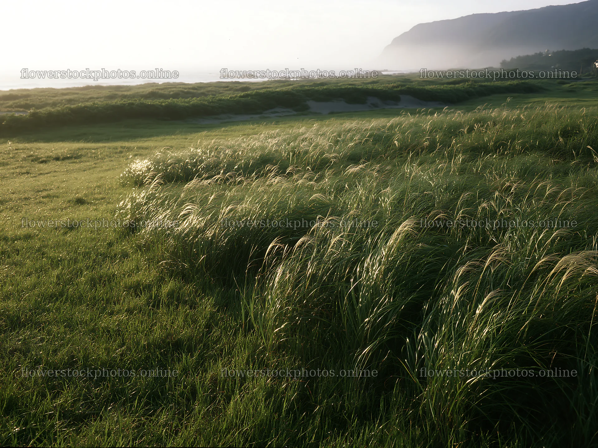 Tottori windy meadow with dune grasses in soft morning light – flower stock photos 9174x6866