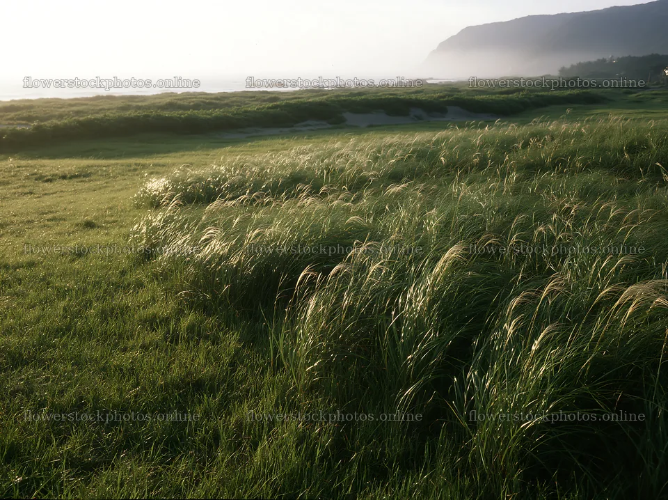 Tottori windy meadow with dune grasses in soft morning light – flower stock photos 9174x6866