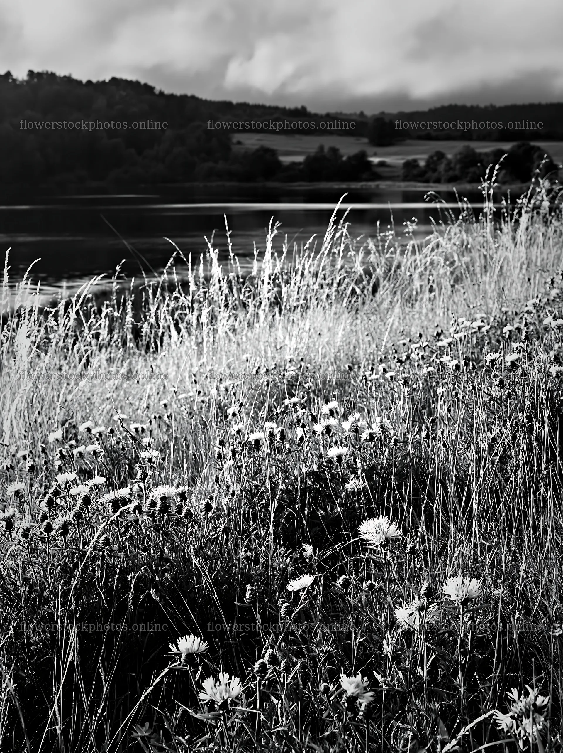 Lakeside meadow with flowers near a German lake – flower stock photos 6866x9174