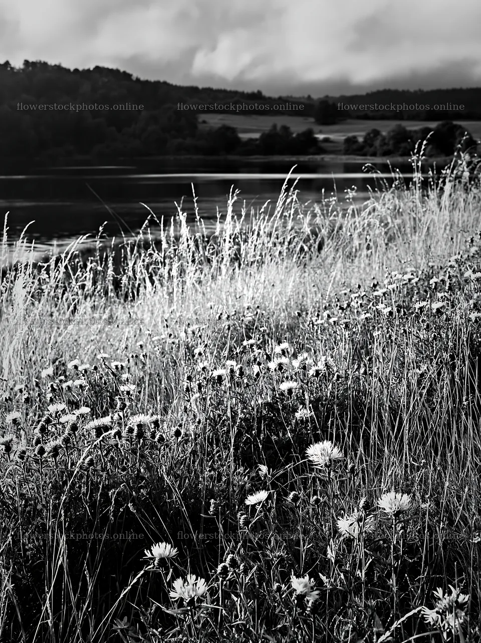 Lakeside meadow with flowers near a German lake – flower stock photos 6866x9174