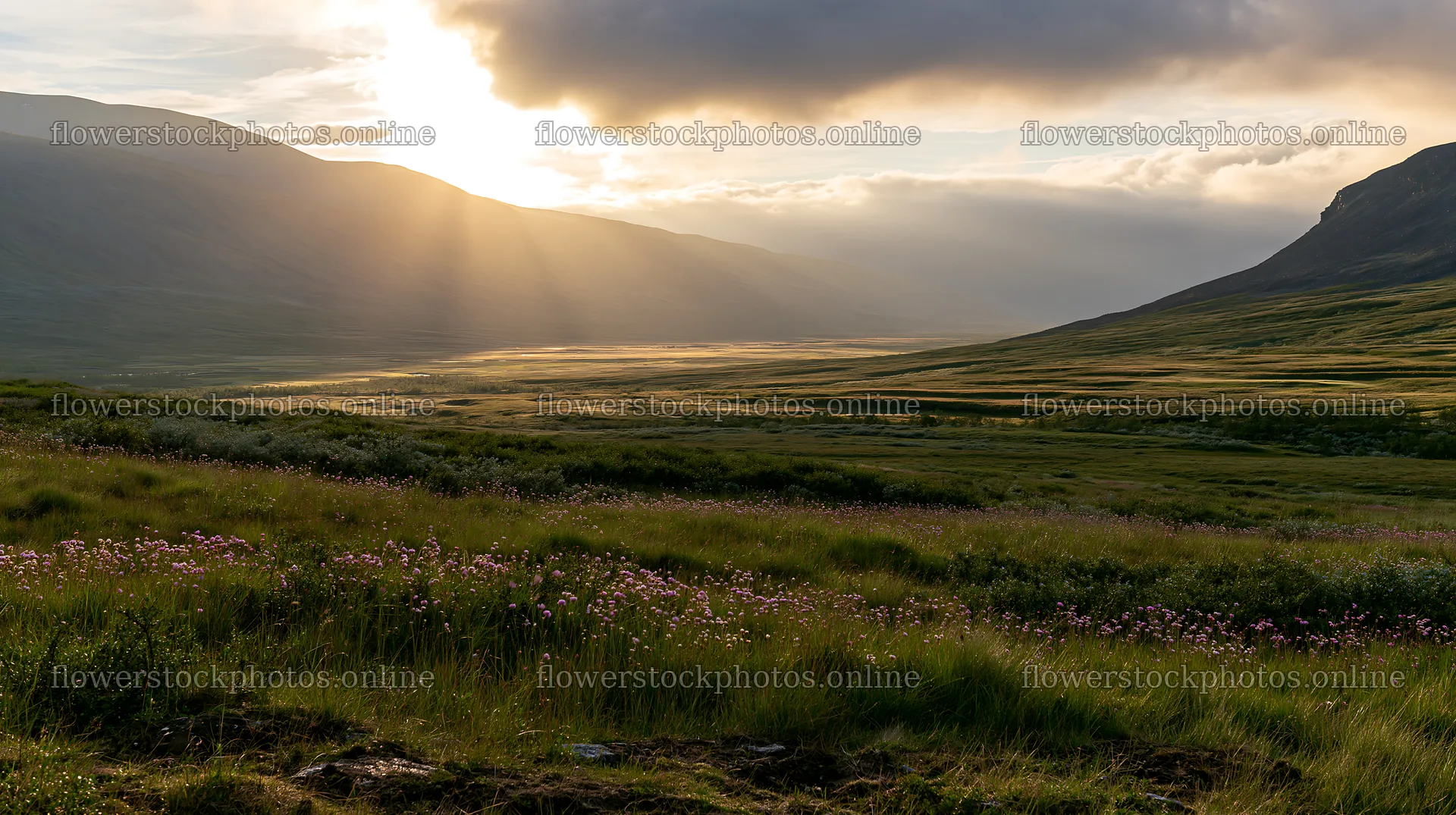 Jotunheimen valley meadow sunbeams create a natural scene – flower stock photos 10608x5938