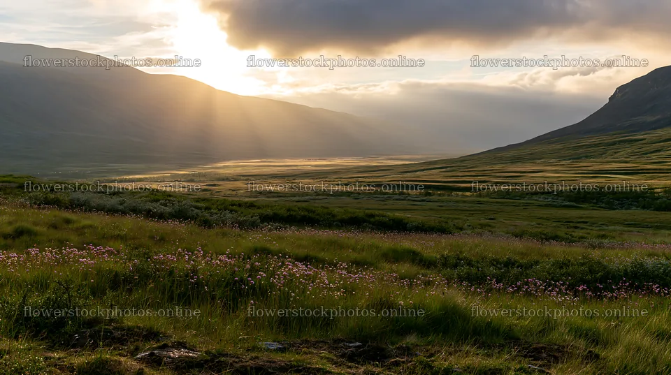 Jotunheimen valley meadow sunbeams create a natural scene – flower stock photos 10608x5938