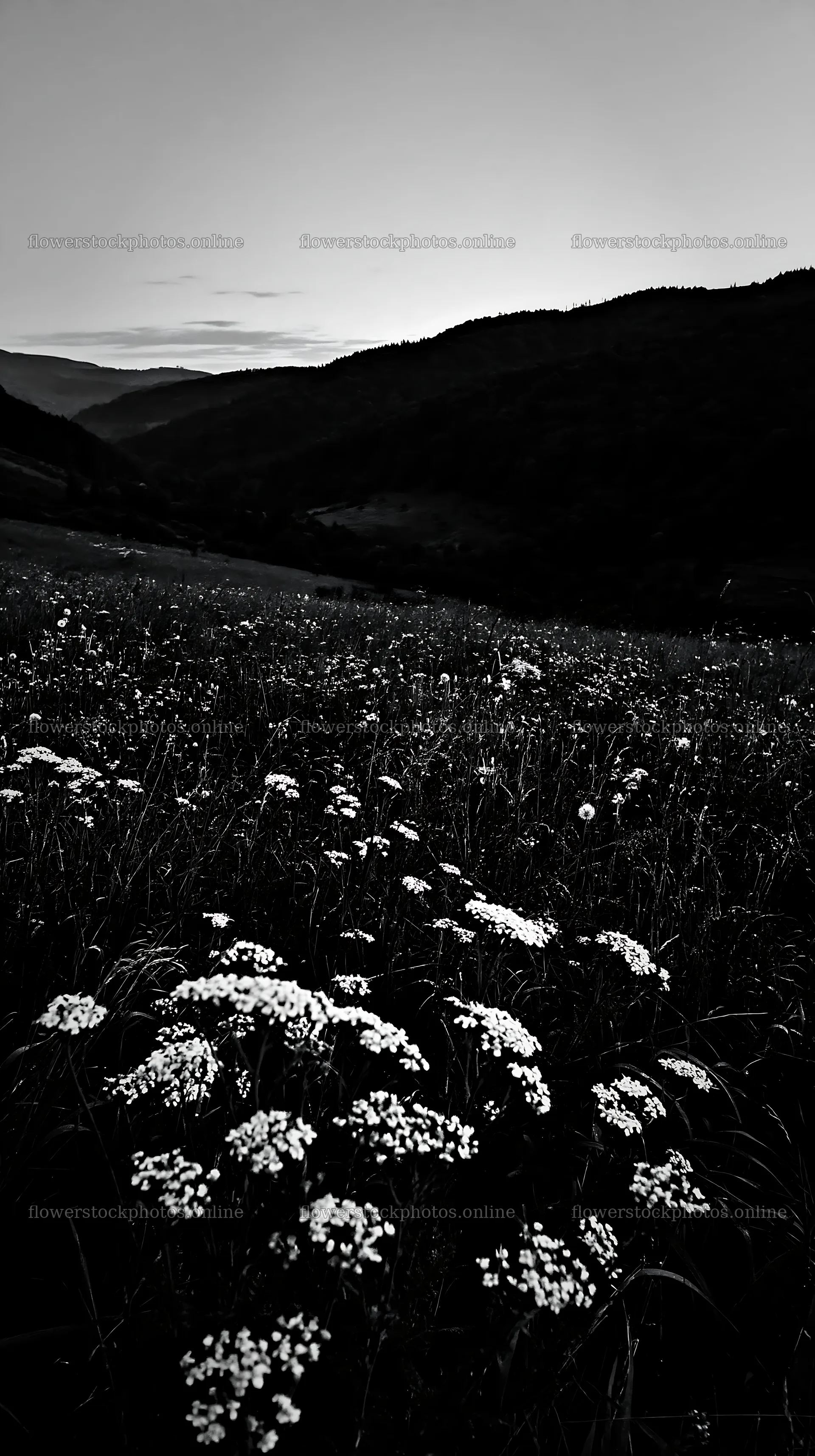 Slovak meadow across Carpathian valley during twilight – flower stock photos 5938x10608