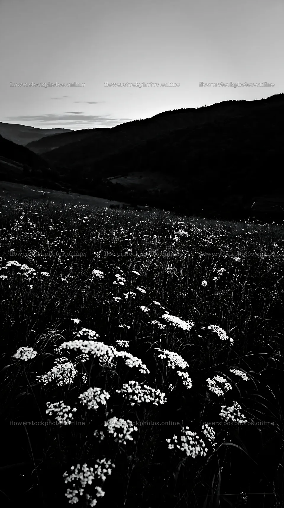 Slovak meadow across Carpathian valley during twilight – flower stock photos 5938x10608
