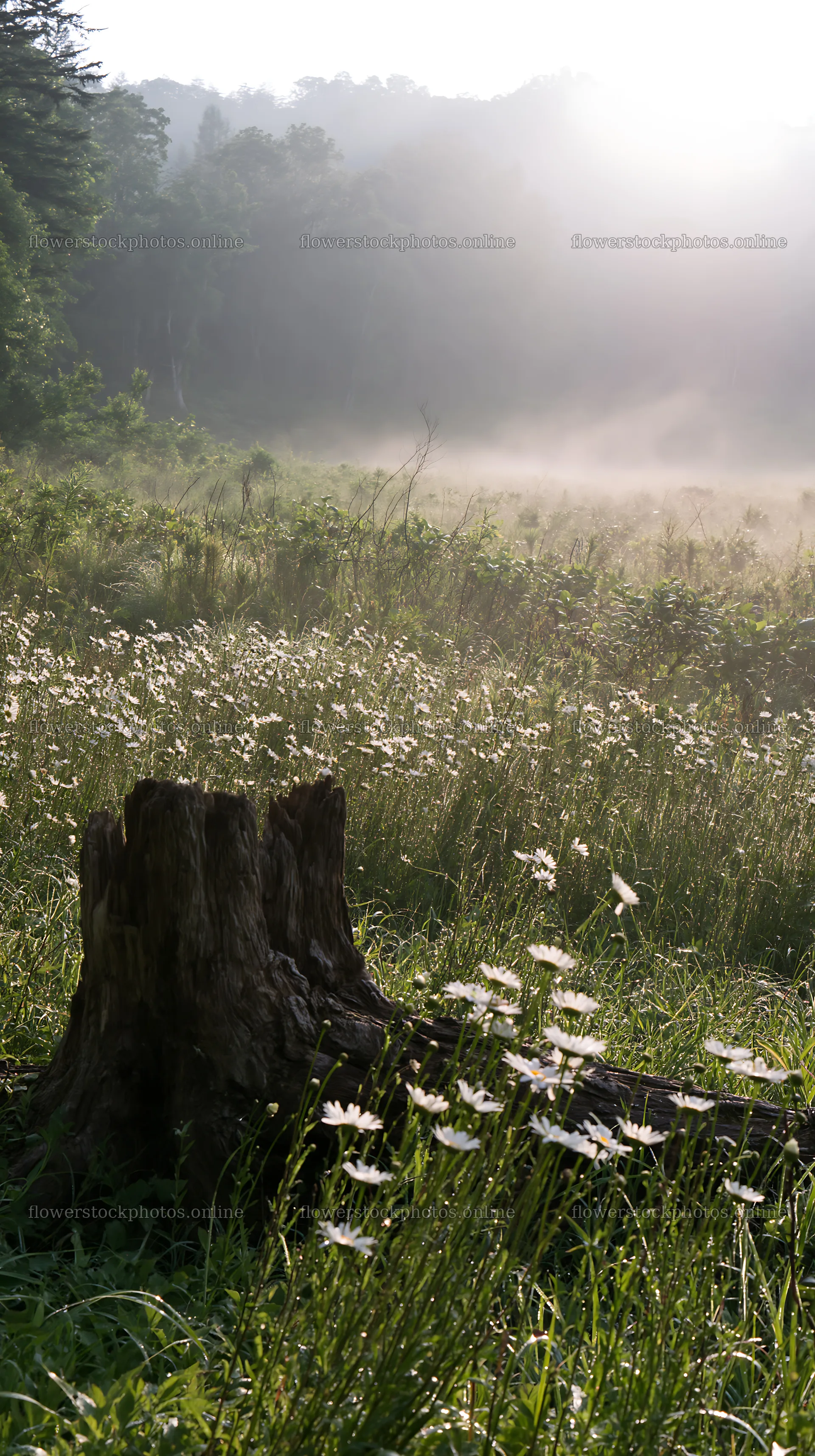 Fukushima native meadow with weathered stump and wildflowers – flower stock photos 5938x10608
