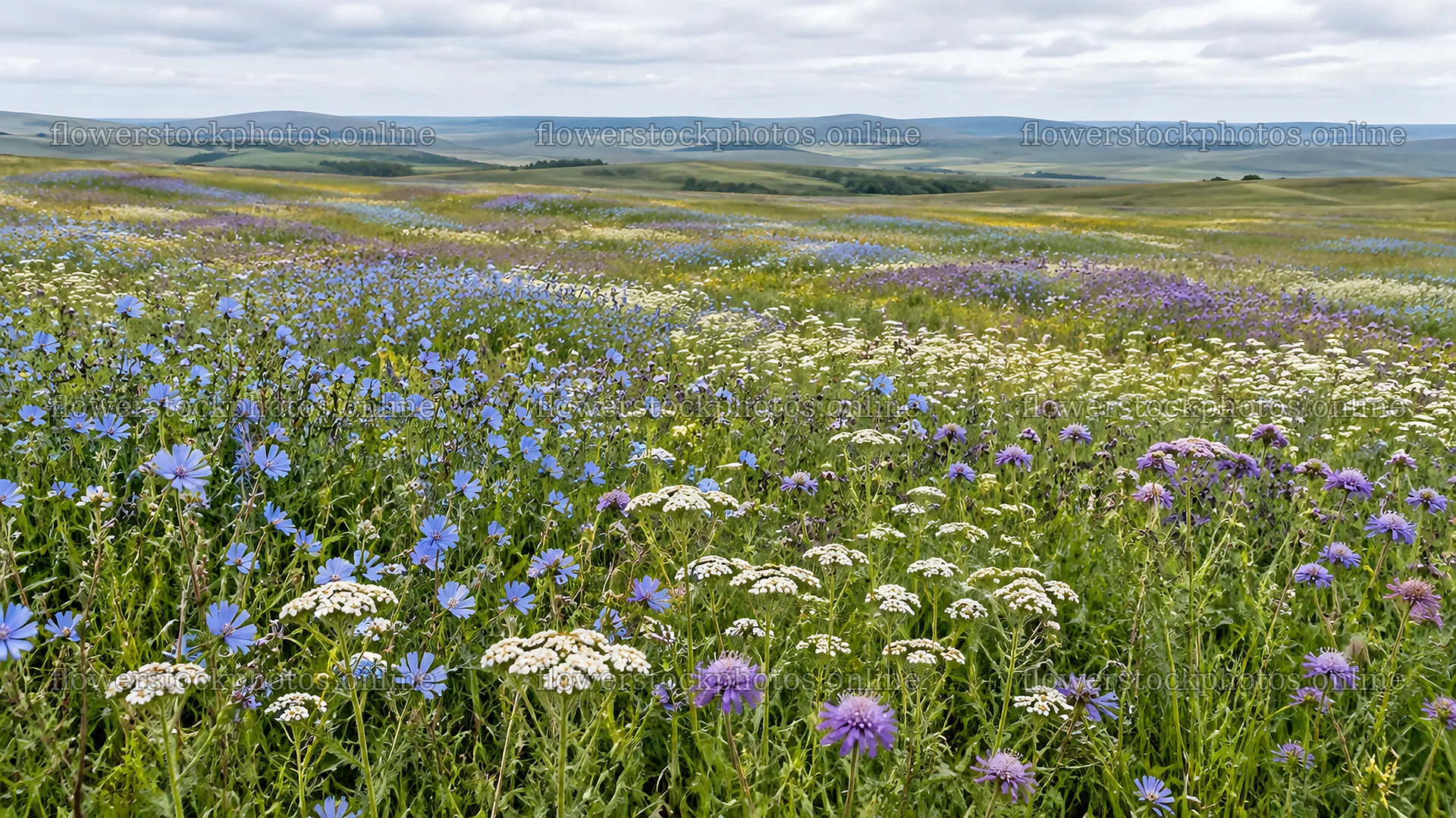 Colorful Wildflowers Across a Rolling Meadow – flower stock photos 10331x5808