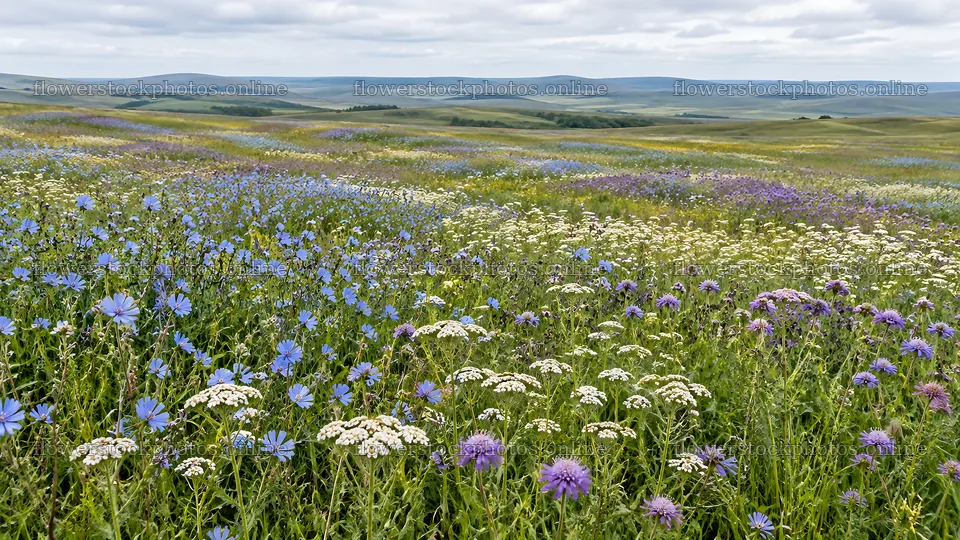 Colorful Wildflowers Across a Rolling Meadow – flower stock photos 10331x5808
