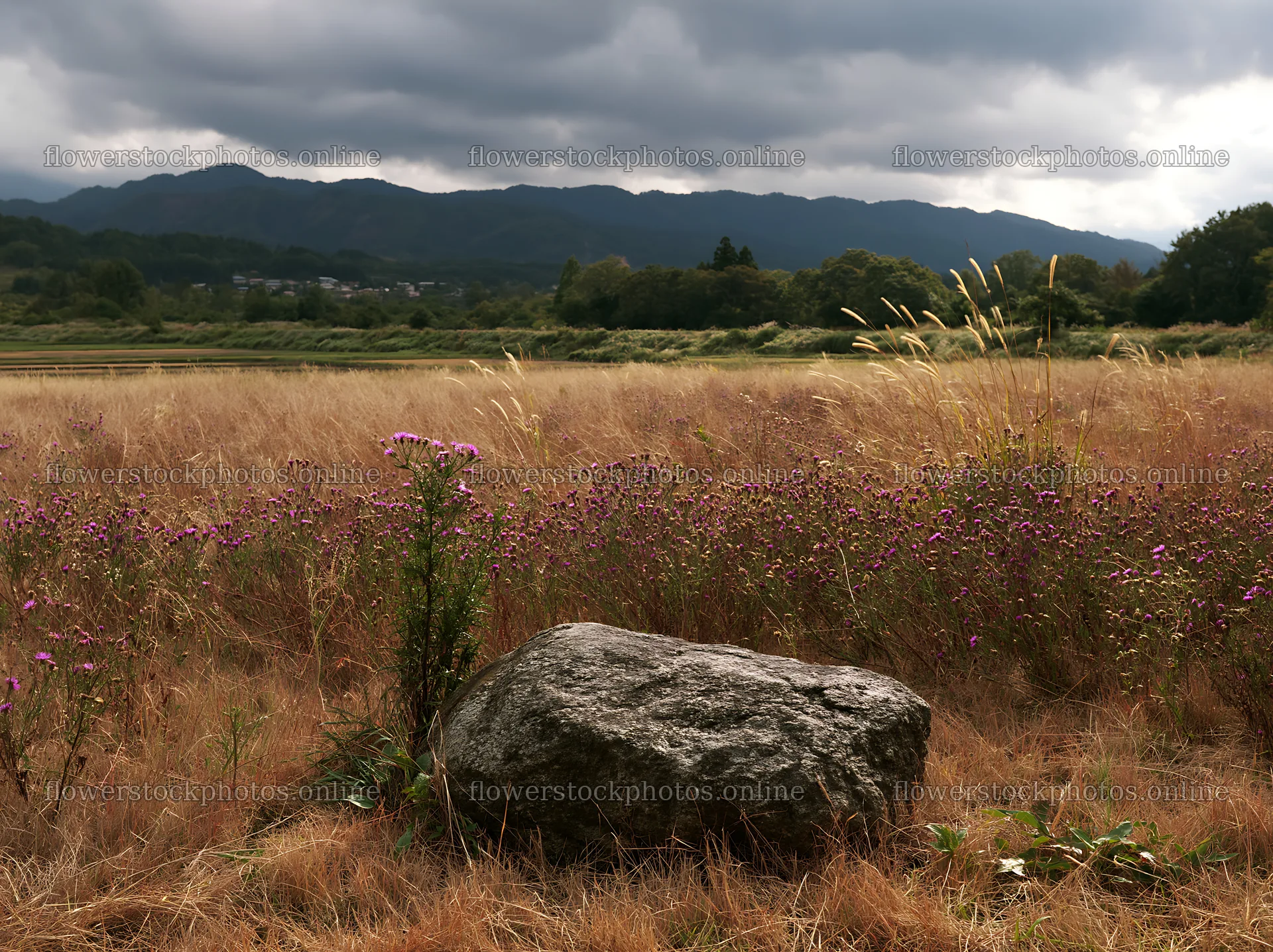 Nagano drought resilient meadow granite boulder – flower stock photos 9174x6866