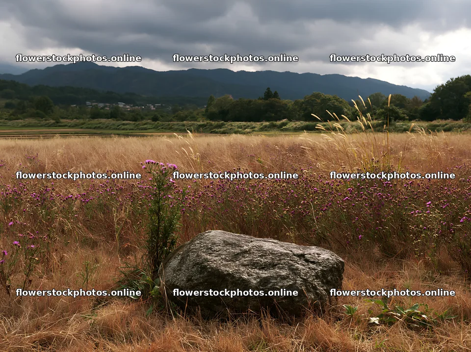Nagano drought resilient meadow granite boulder – flower stock photos 9174x6866