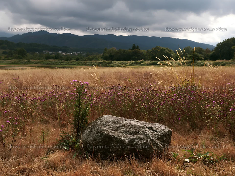 Nagano drought resilient meadow granite boulder – flower stock photos 9174x6866