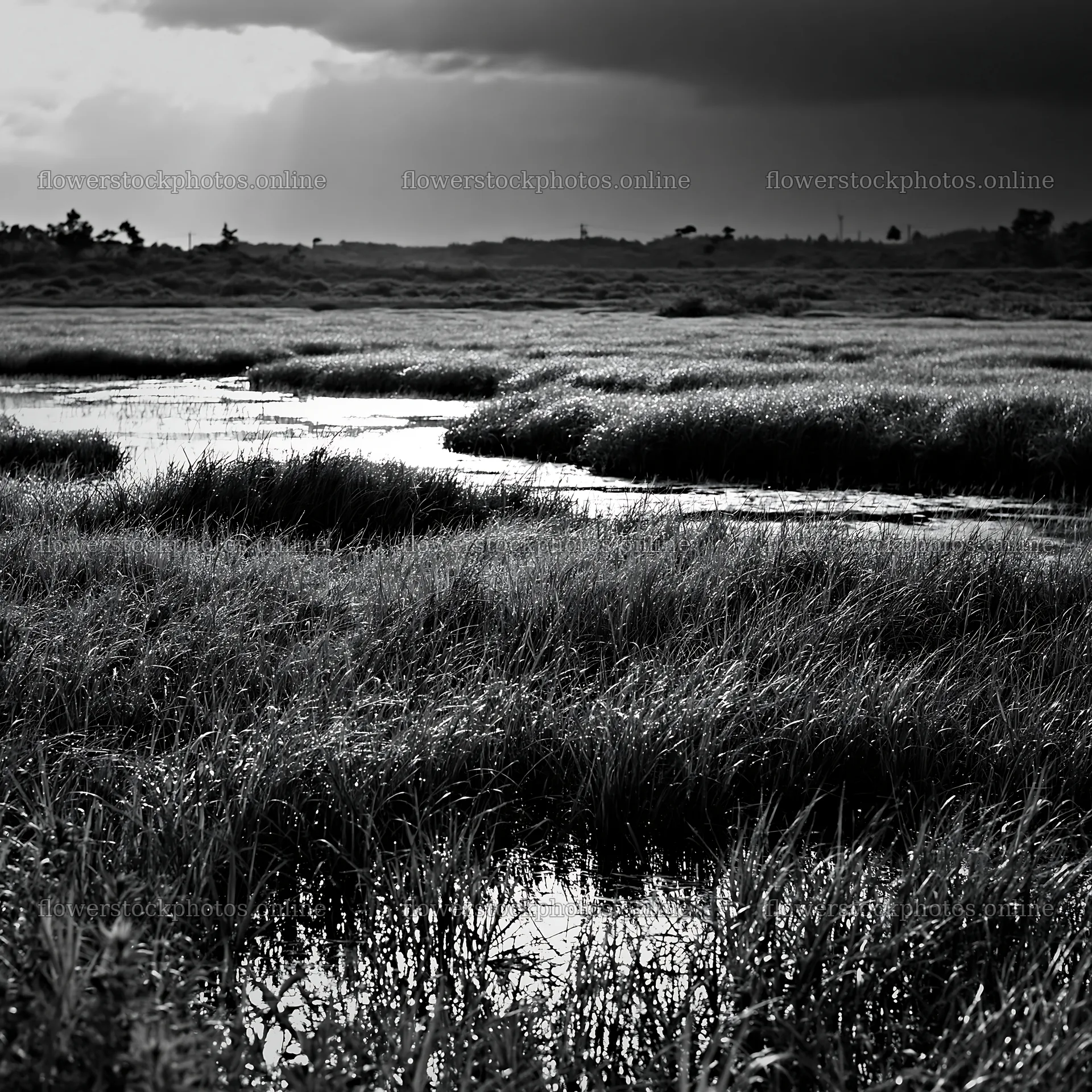 Niigata floodplain restoration meadow dew foreground – flower stock photos 7938x7938