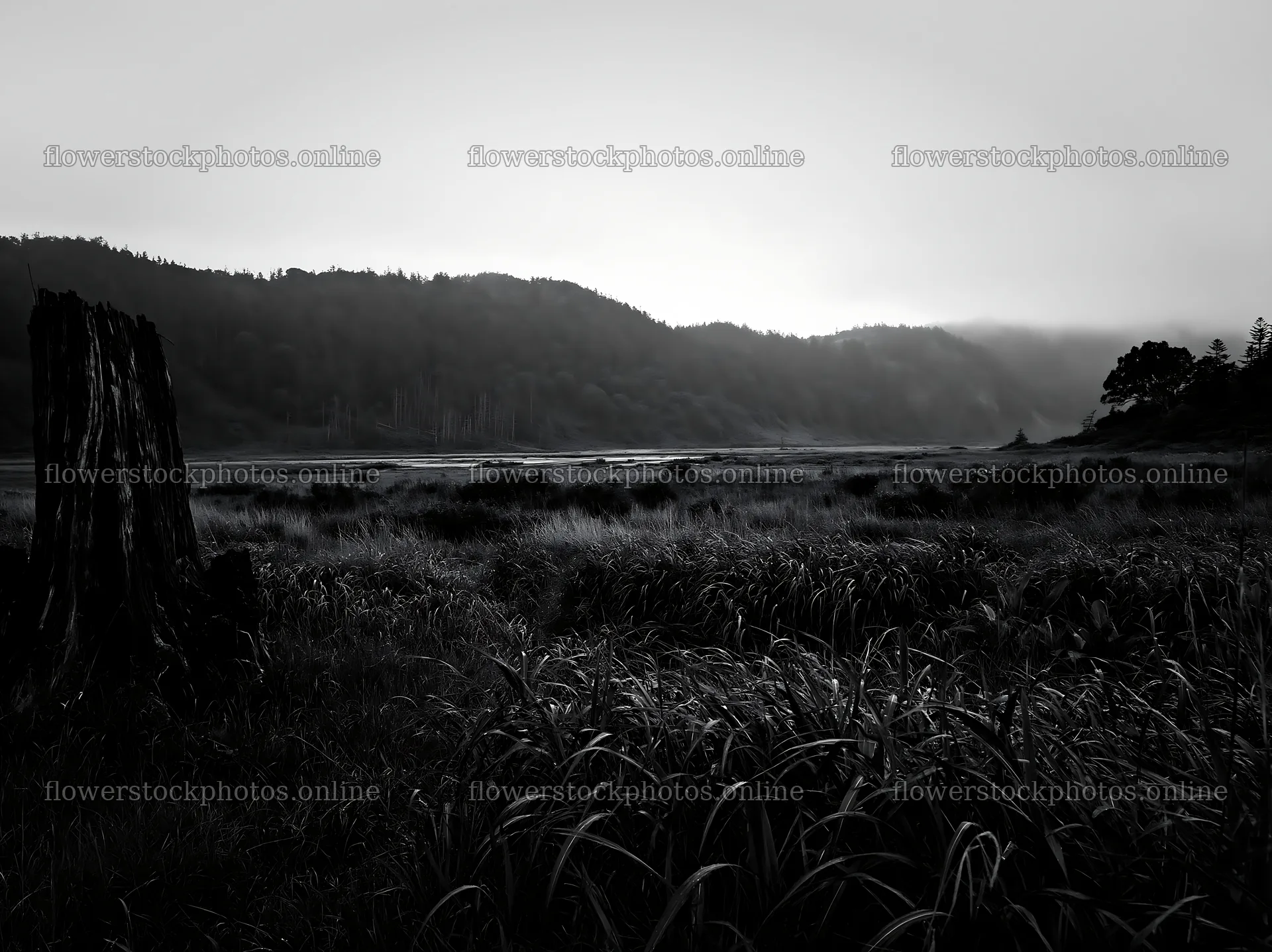 Fukushima native meadow with weathered stump in overcast setting – flower stock photos 9174x6866