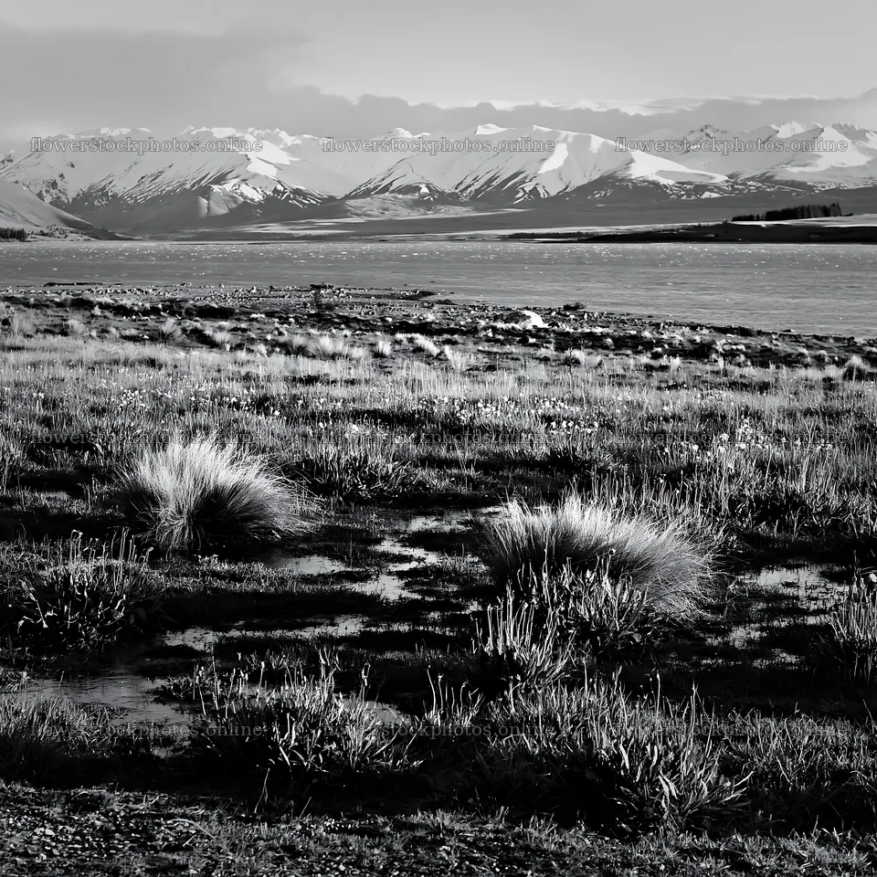 Lake Tekapo meadow with snowy alps in black and white – flower stock photos 7938x7938
