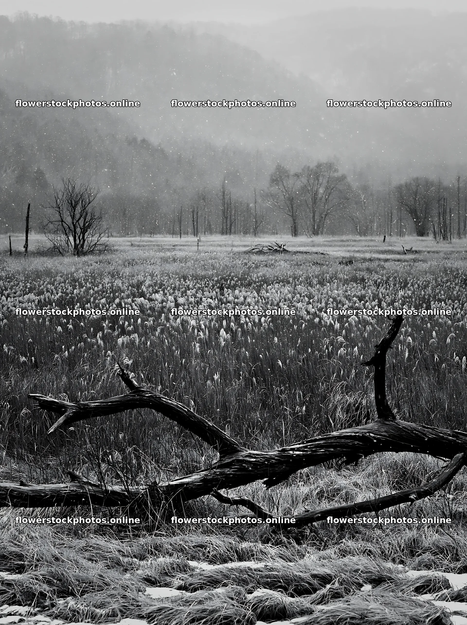 Yamagata rewilded meadow fallen branch foreground under gray sky – flower stock photos 6866x9174