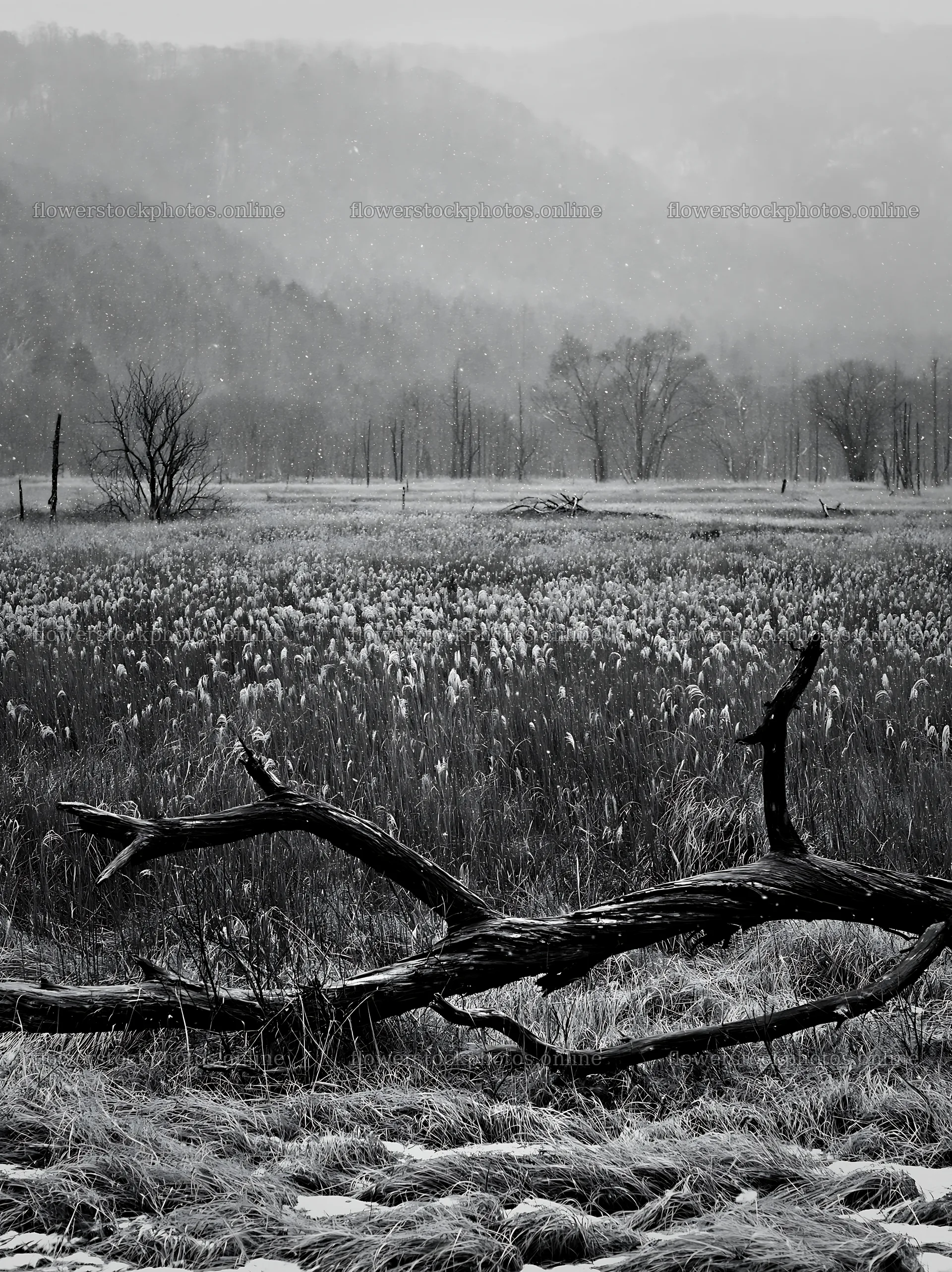 Yamagata rewilded meadow fallen branch foreground under gray sky – flower stock photos 6866x9174