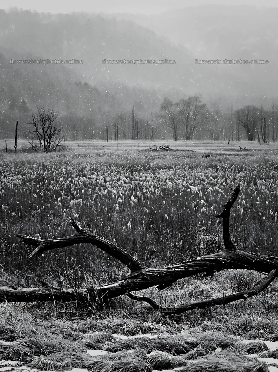 Yamagata rewilded meadow fallen branch foreground under gray sky – flower stock photos 6866x9174