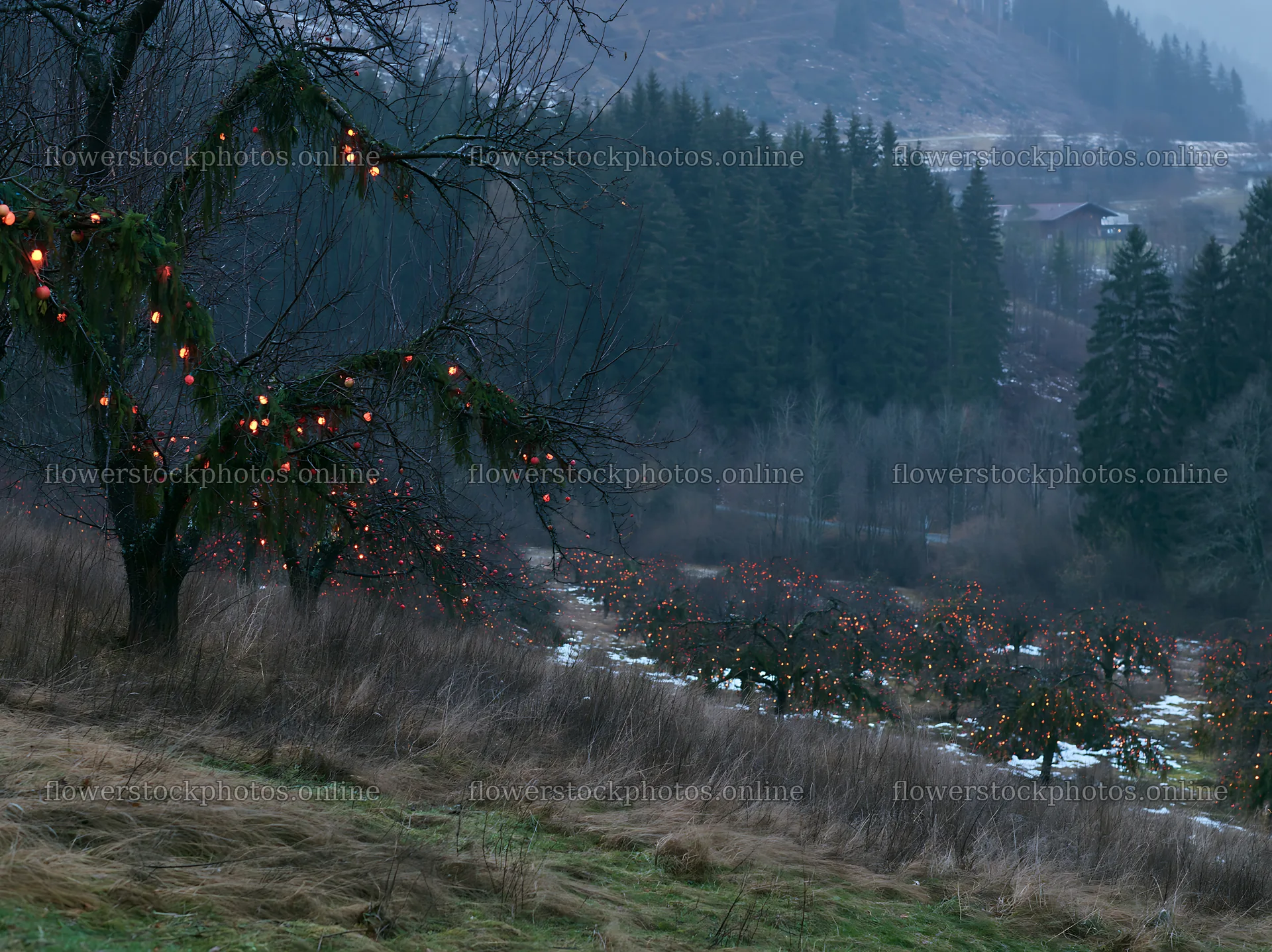 Apple trees with garlands in a winter meadow – flower stock photos 9174x6866