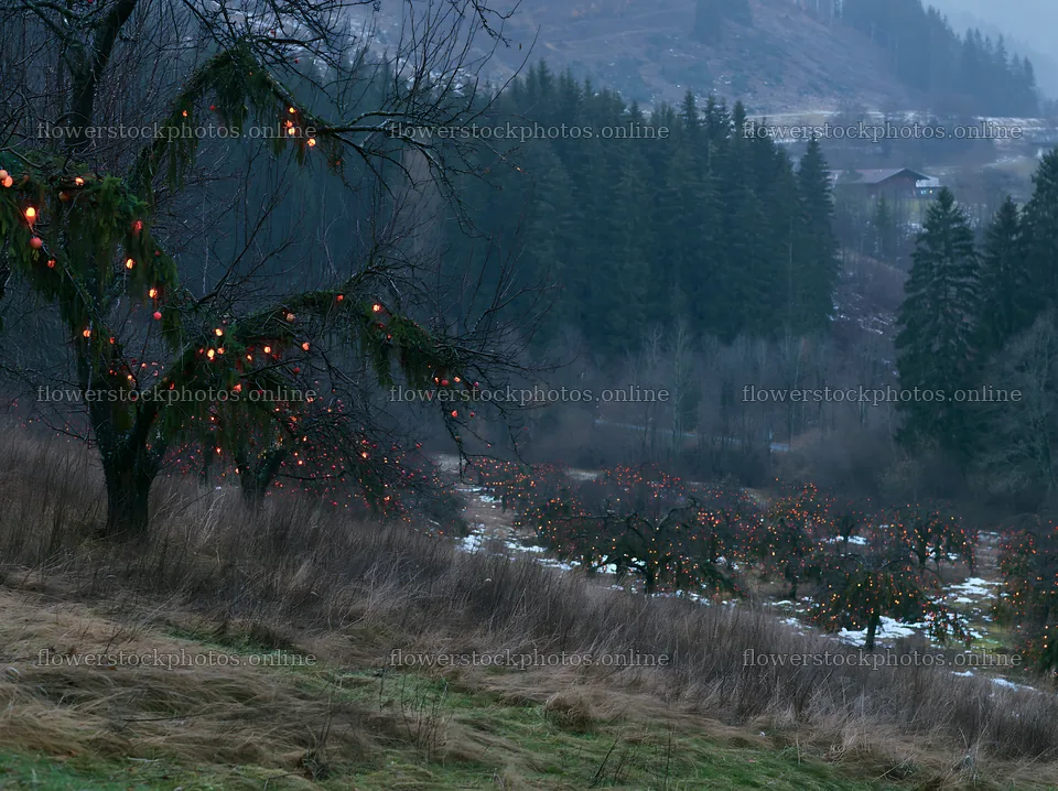 Apple trees with garlands in a winter meadow – flower stock photos 9174x6866
