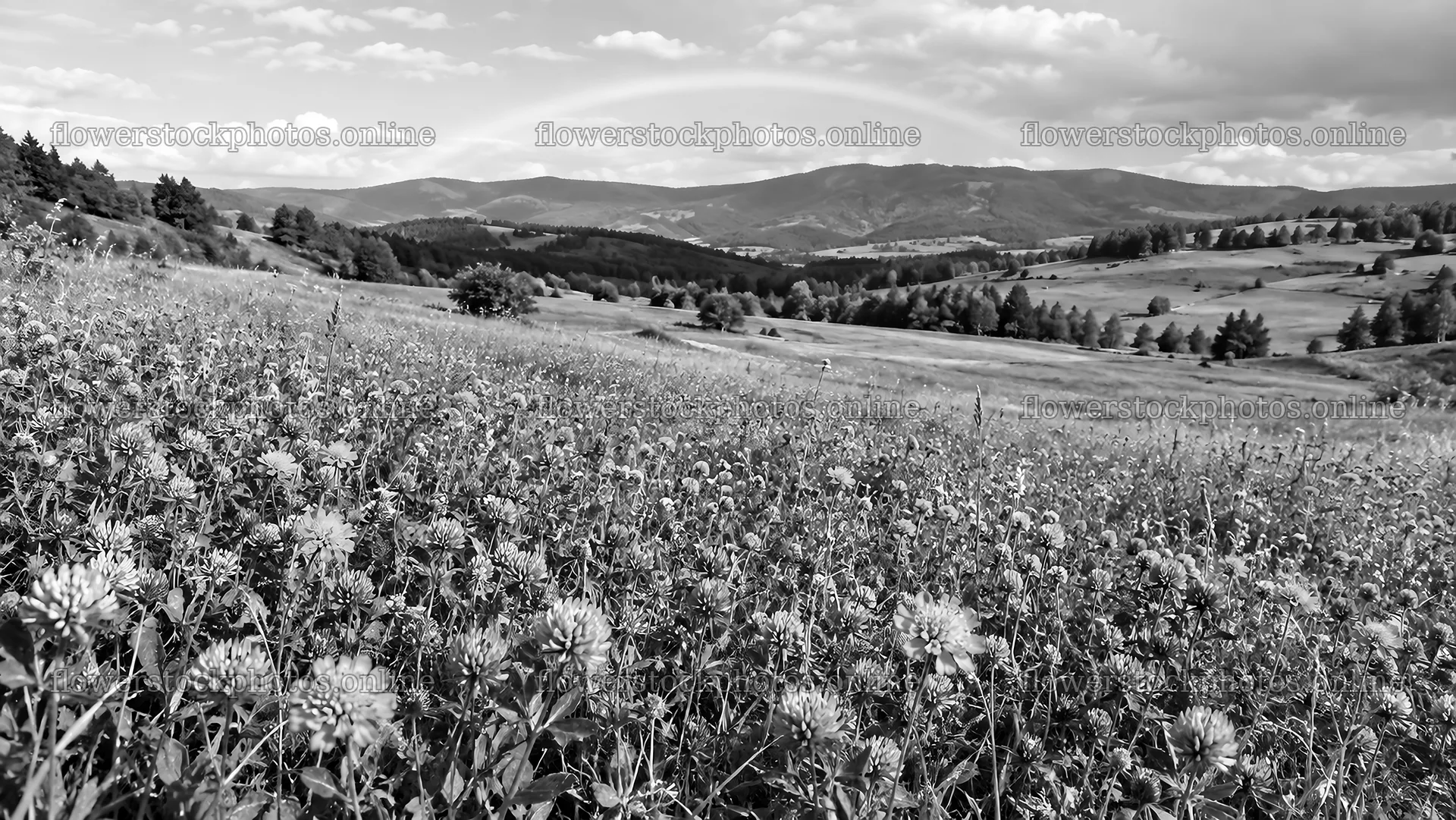 Monochrome Flowering Meadow and Rolling Hills – flower stock photos 10324x5812