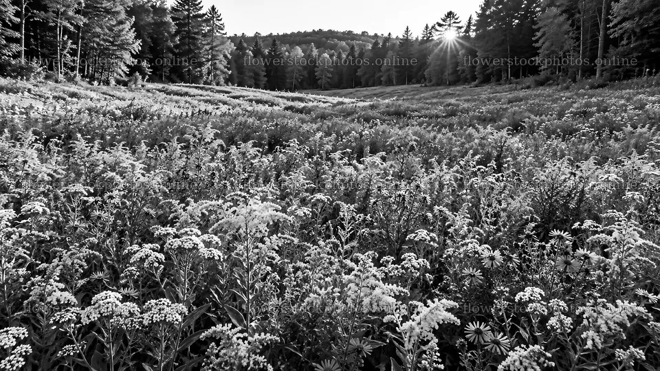Sunlit Forest Clearing in Black and White – flower stock photos 10324x5812