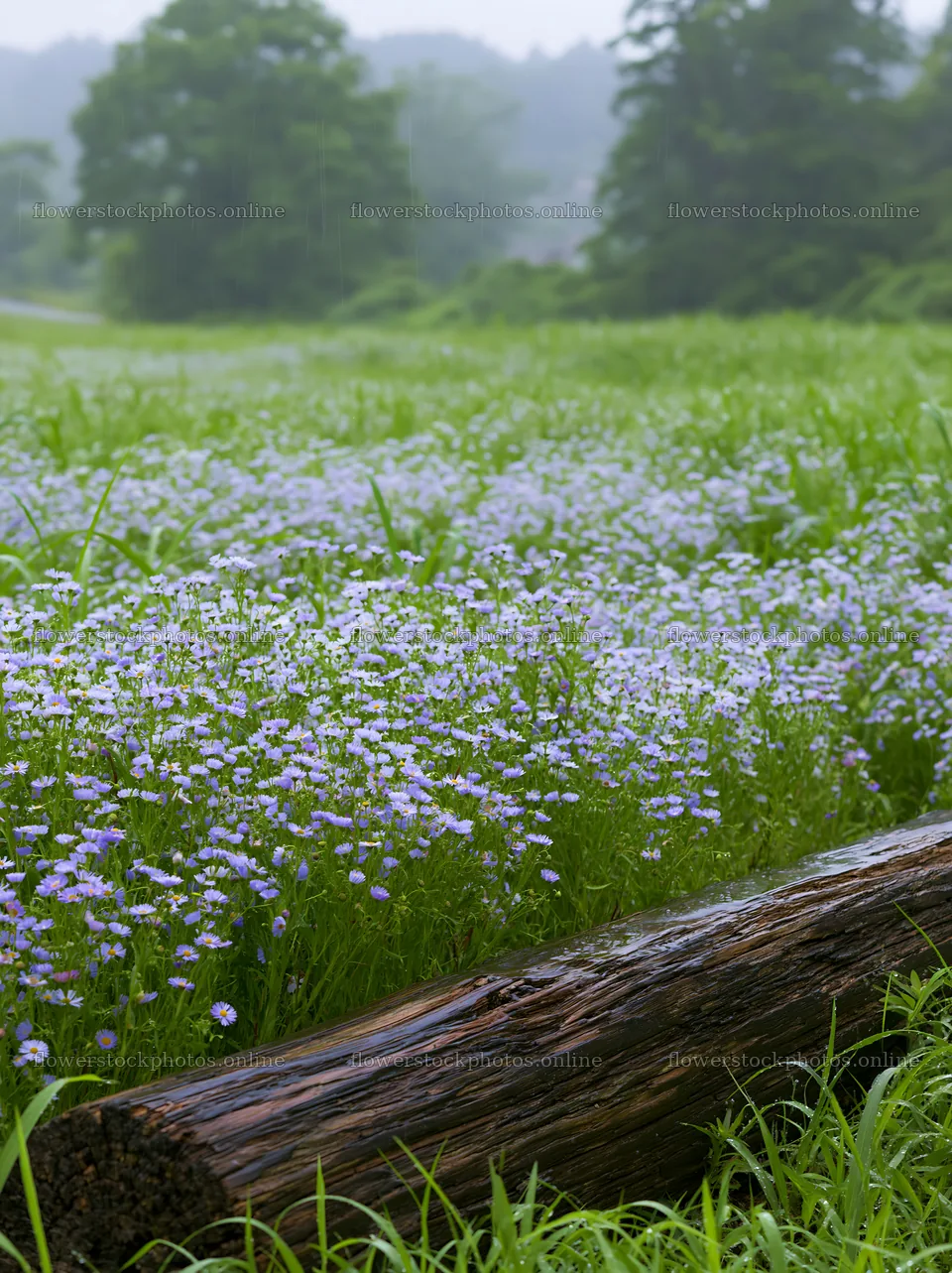Chiba coastal climate meadow driftwood foreground appears in nature – flower stock photos 6866x9174