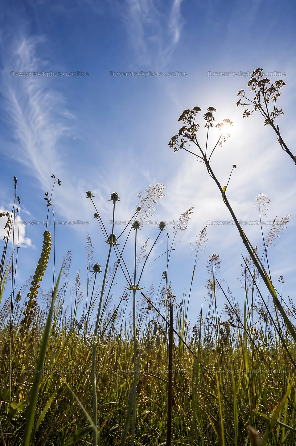 Seedhead meadow under blue sky with sun shining – flower stock photos 6468x9740