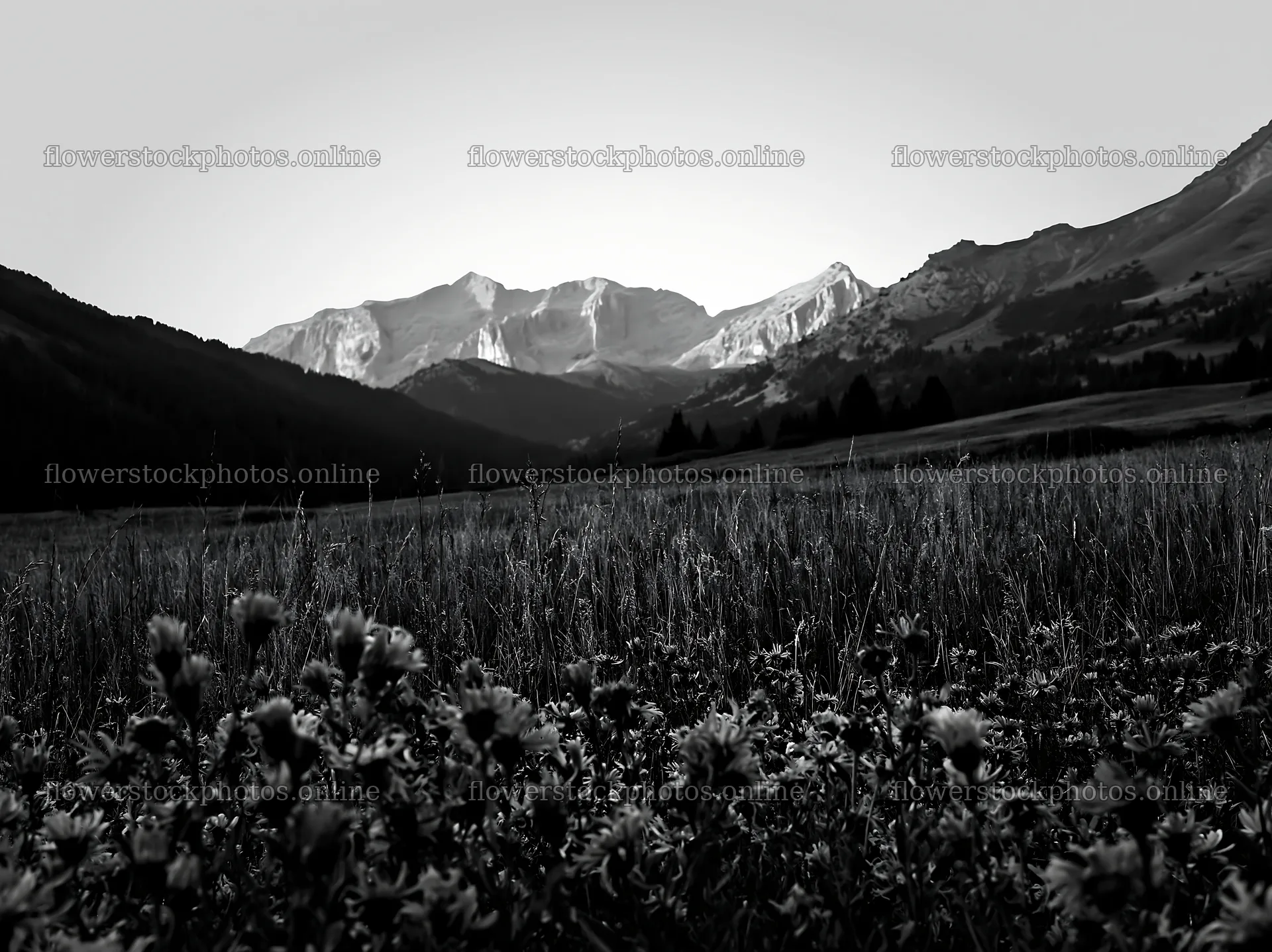 Mountain pass meadow with wildflowers and mountains in background – flower stock photos 9174x6866