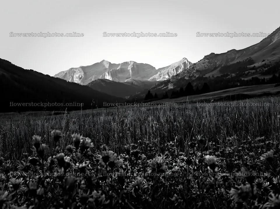 Mountain pass meadow with wildflowers and mountains in background – flower stock photos 9174x6866