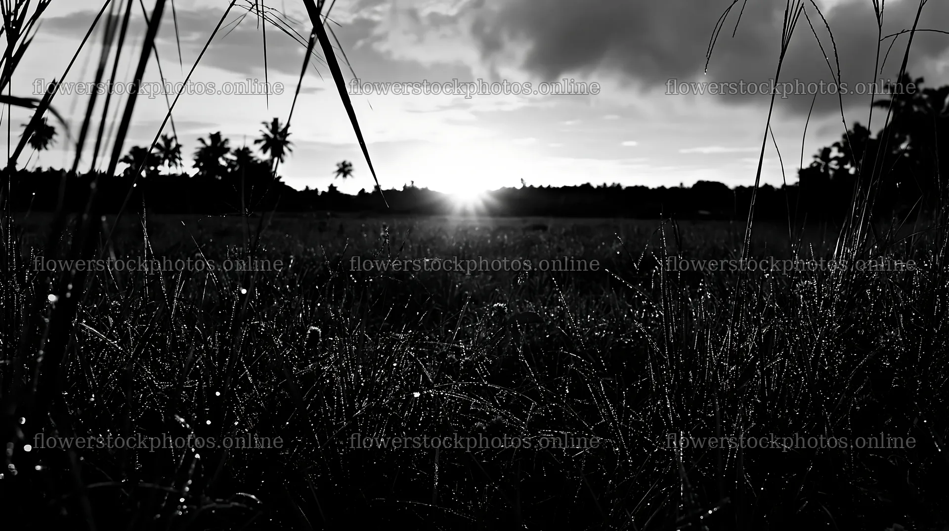 Kochi monsoon meadow rain beaded grasses at sunset – flower stock photos 10608x5938