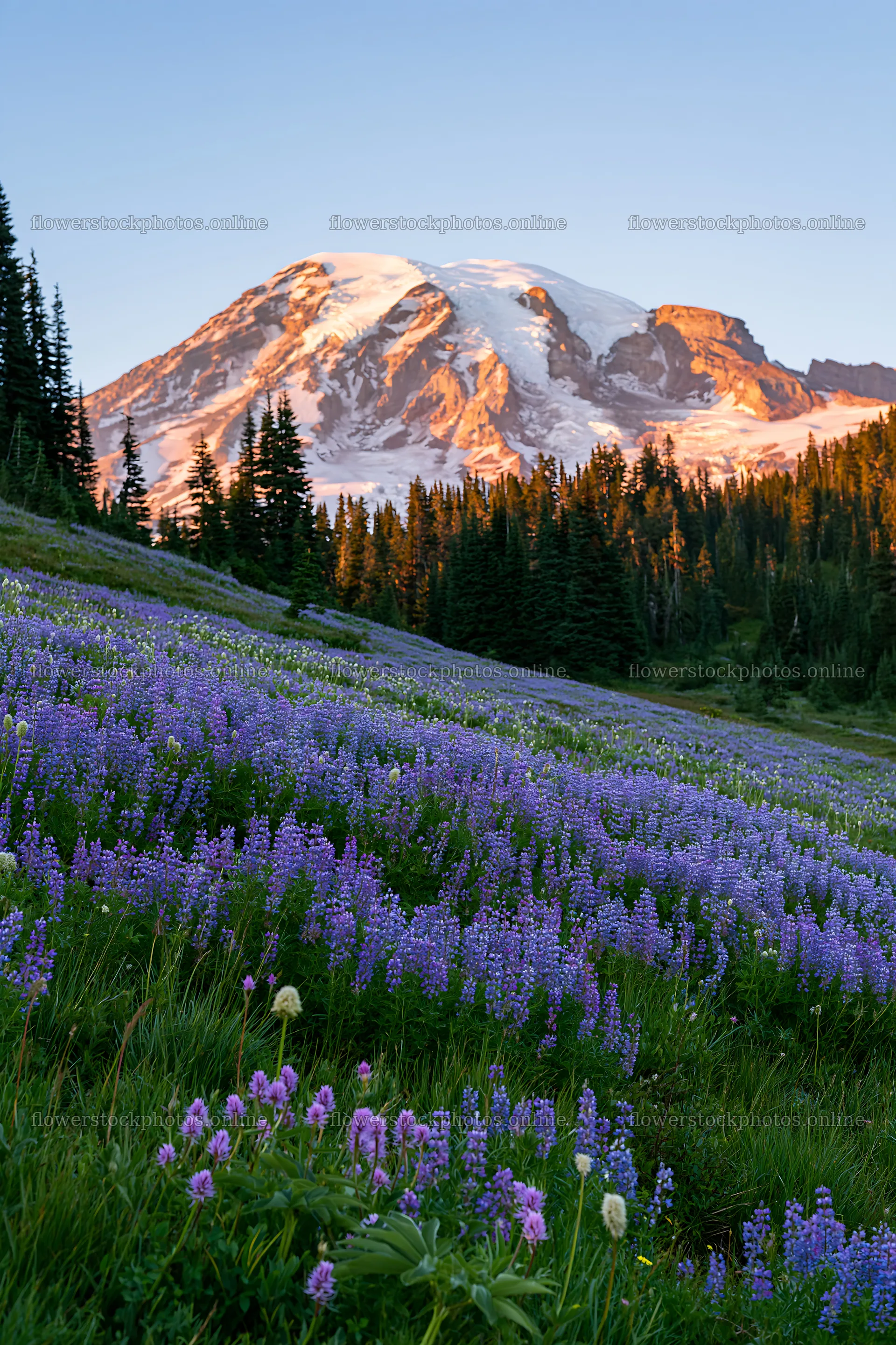 Mount Rainier wildflower meadow at sunrise with flowers – flower stock photos 6480x9722