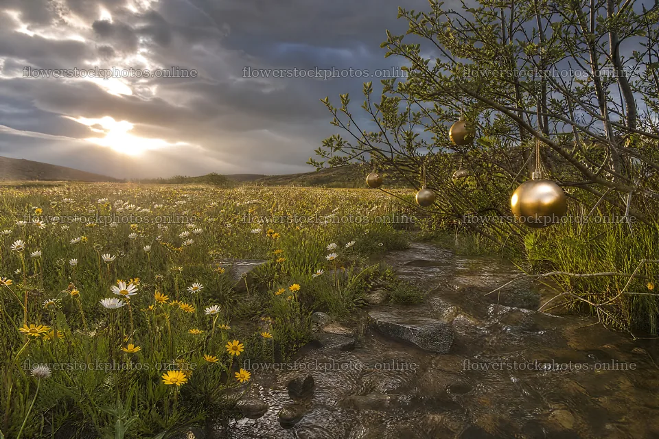 Christmas ornaments hanging over stream in meadow – flower stock photos 9722x6480