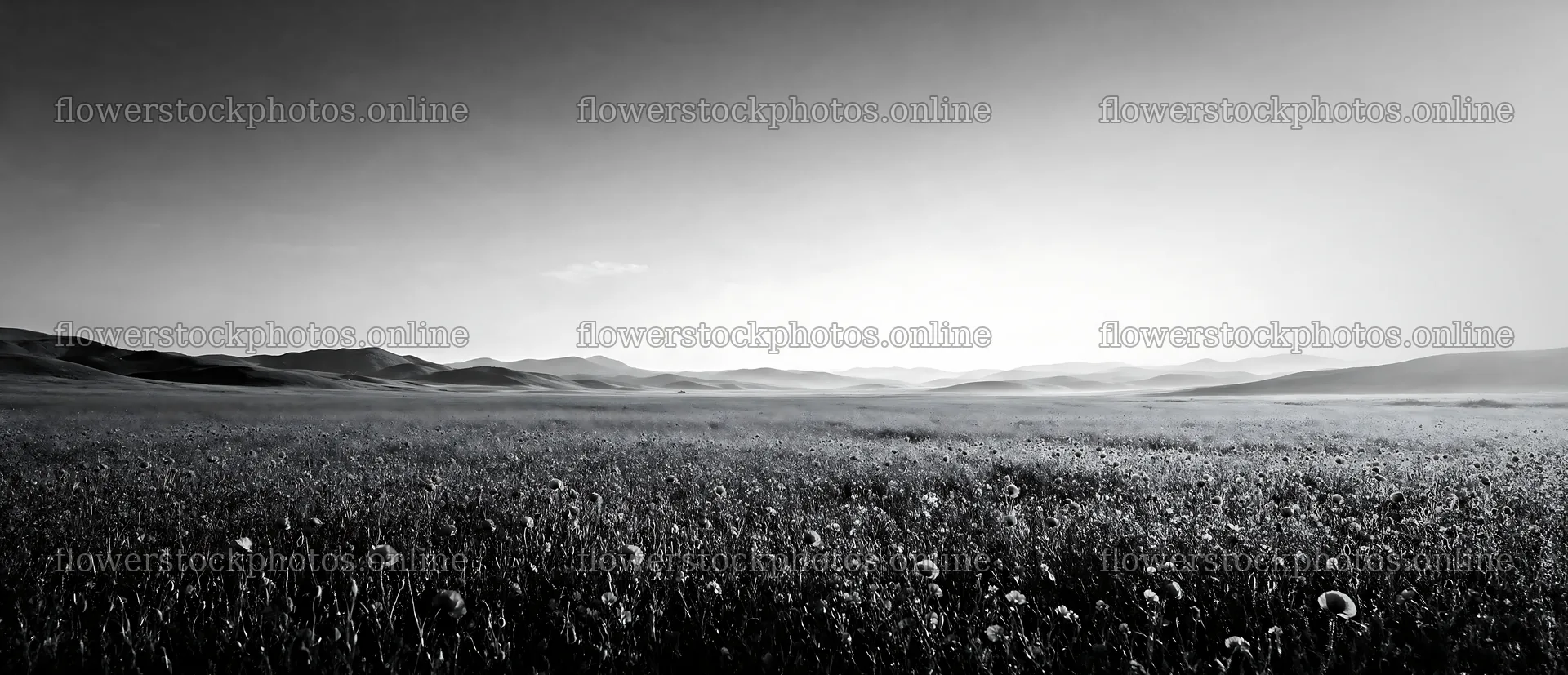 Poppy flax meadow with blooming flowers under clear sky – flower stock photos 12094x5210