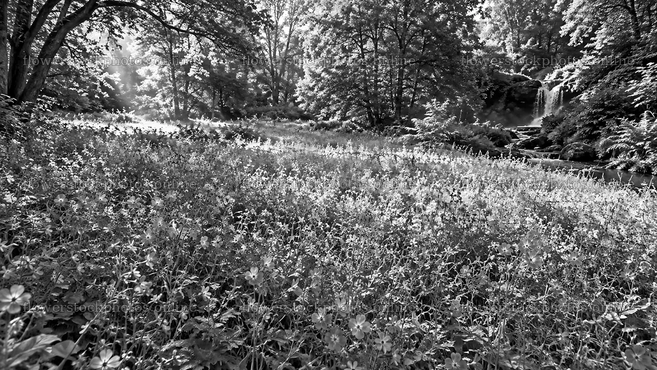 Sunbeams over a Forest Clearing in Monochrome – flower stock photos 10324x5812