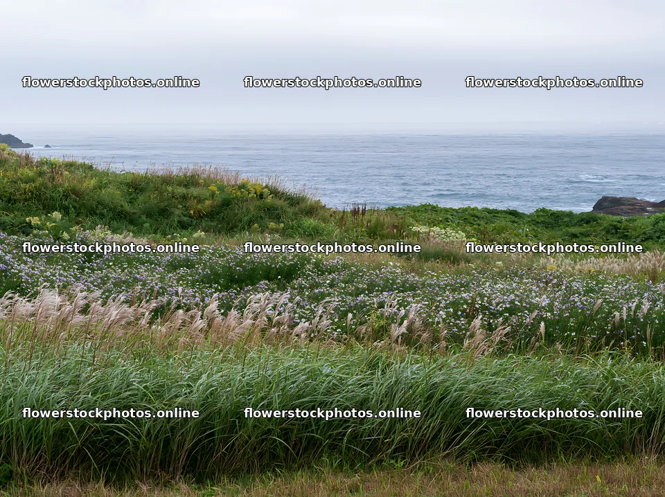 Fukui native grass meadow rain droplets – flower stock photos 9174x6866