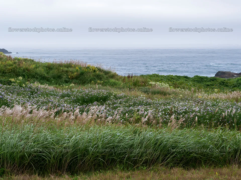 Fukui native grass meadow rain droplets – flower stock photos 9174x6866