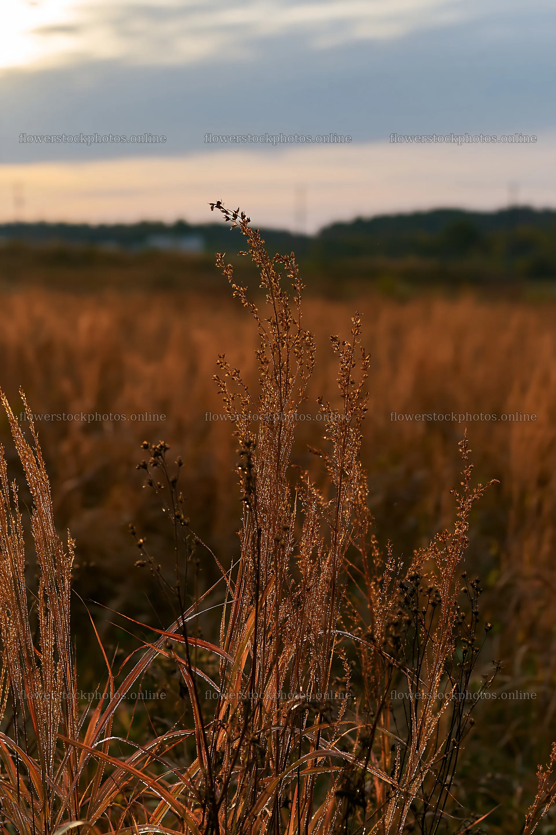 Restored meadow with autumn seedheads in Aichi – flower stock photos 6480x9722