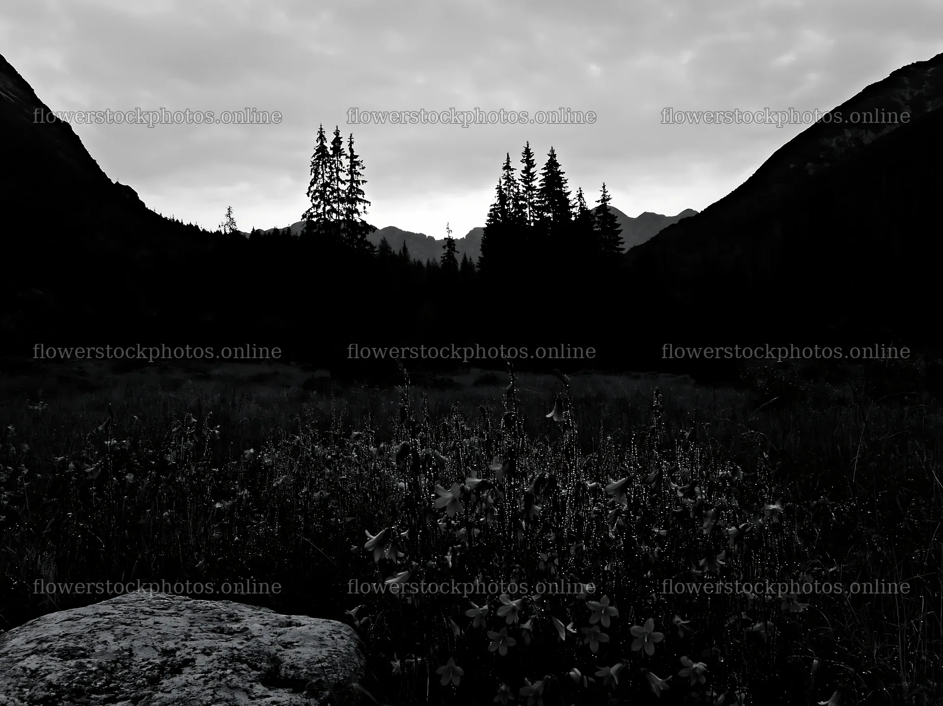 Campion bellflower meadow at dusk with mountains and trees – flower stock photos 9174x6866