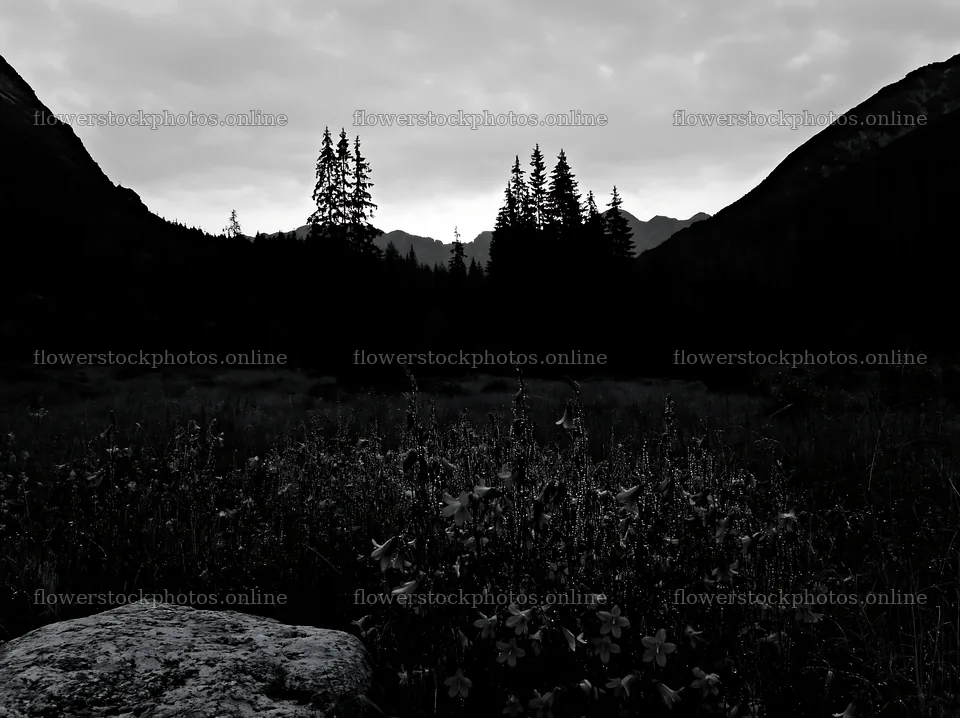 Campion bellflower meadow at dusk with mountains and trees – flower stock photos 9174x6866