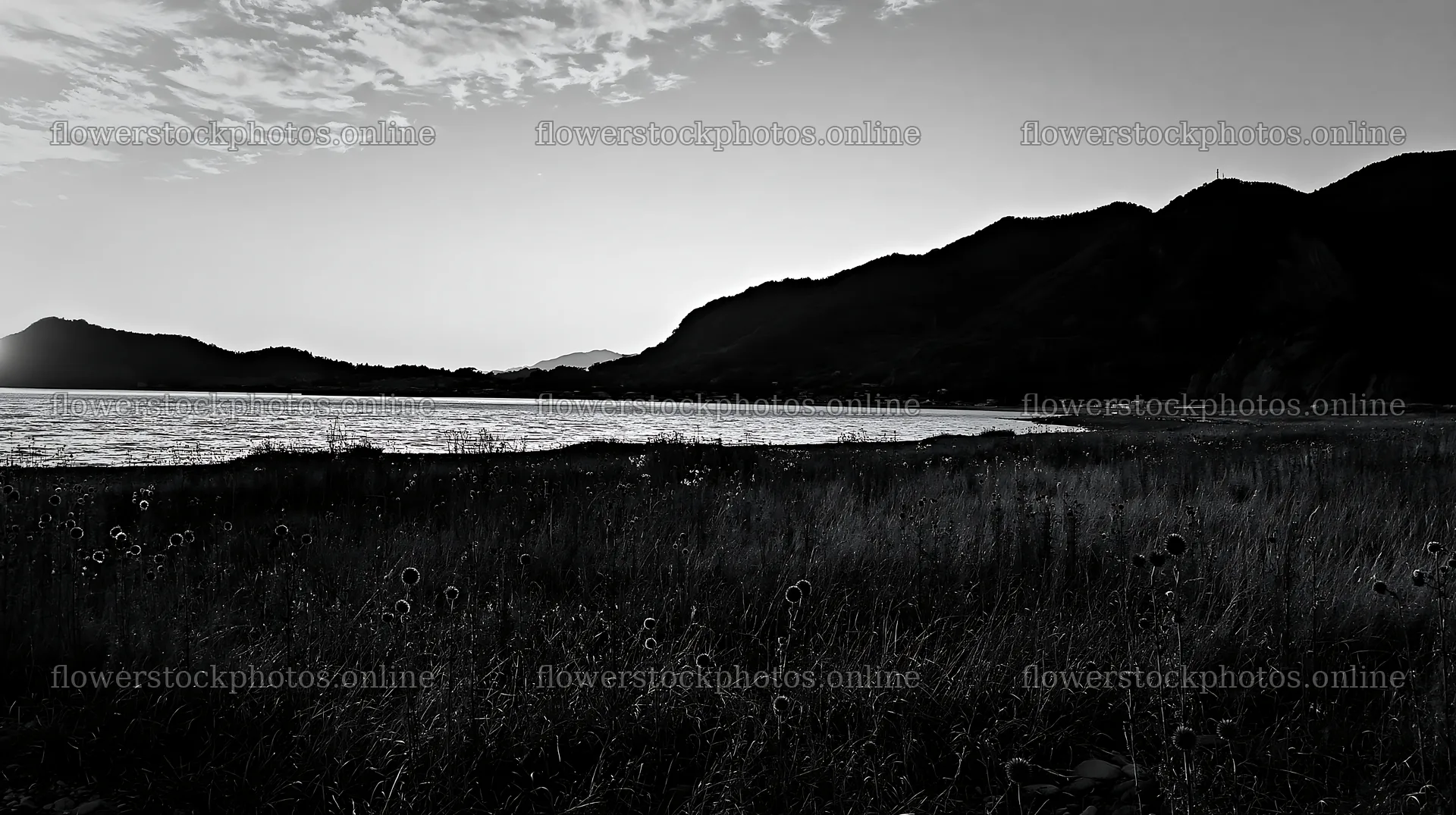Meadow at twilight in Ehime with dry seedheads – flower stock photos 10608x5938