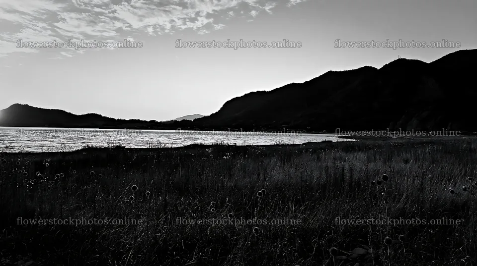 Meadow at twilight in Ehime with dry seedheads – flower stock photos 10608x5938