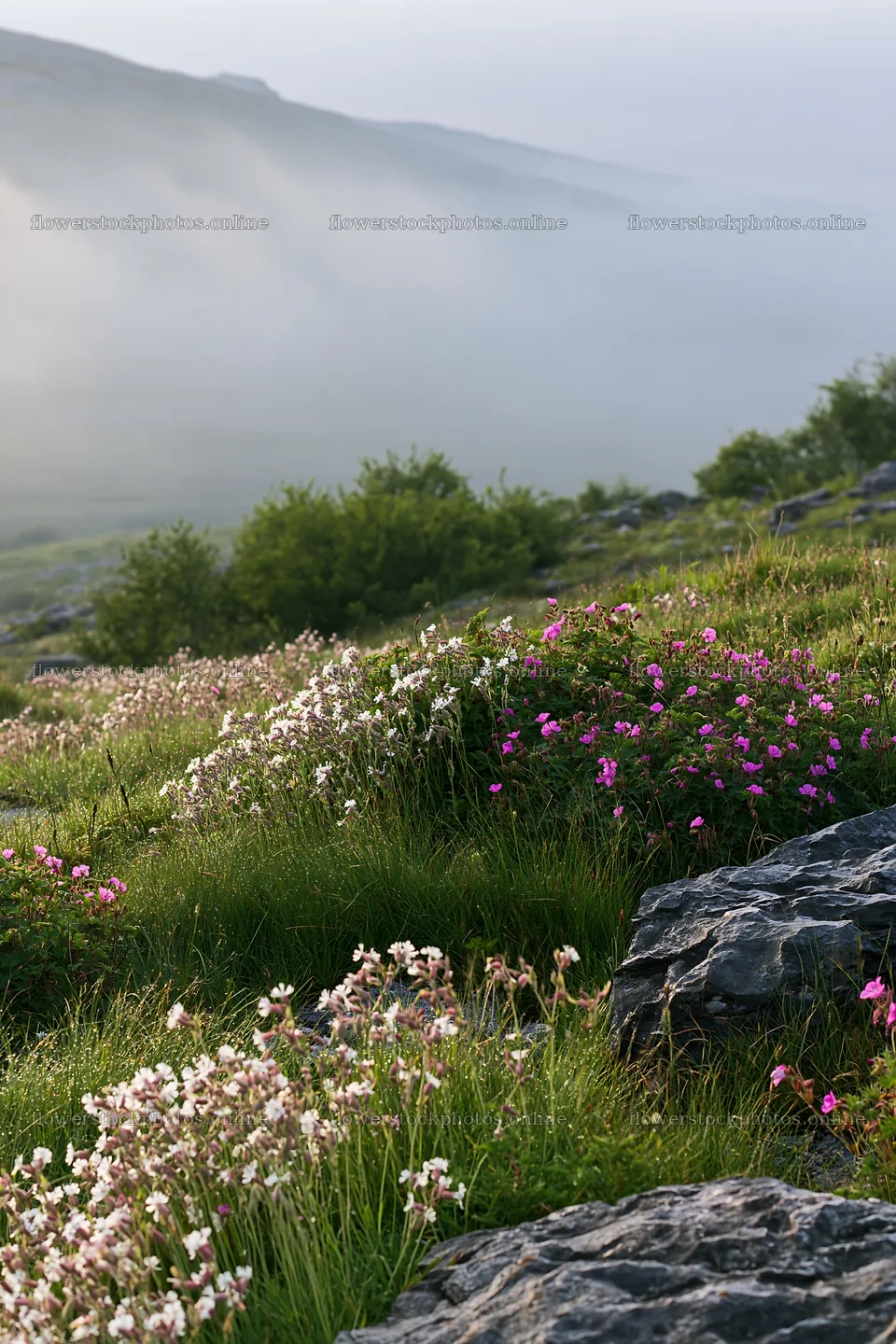 Meadow with campion flowers in early morning light – flower stock photos 6480x9722