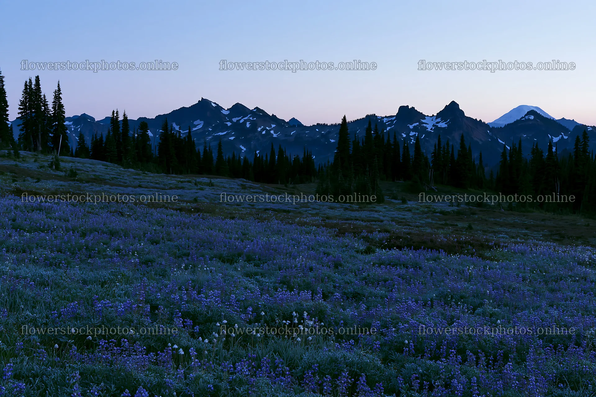 Sunrise over wildflower meadow at Mount Rainier – flower stock photos 9722x6480
