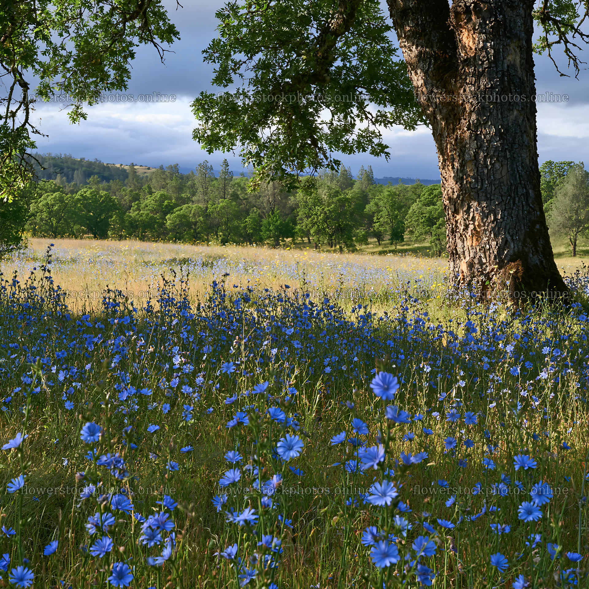 Cloudy foothill meadow with blue flowers and trees – flower stock photos 7938x7938