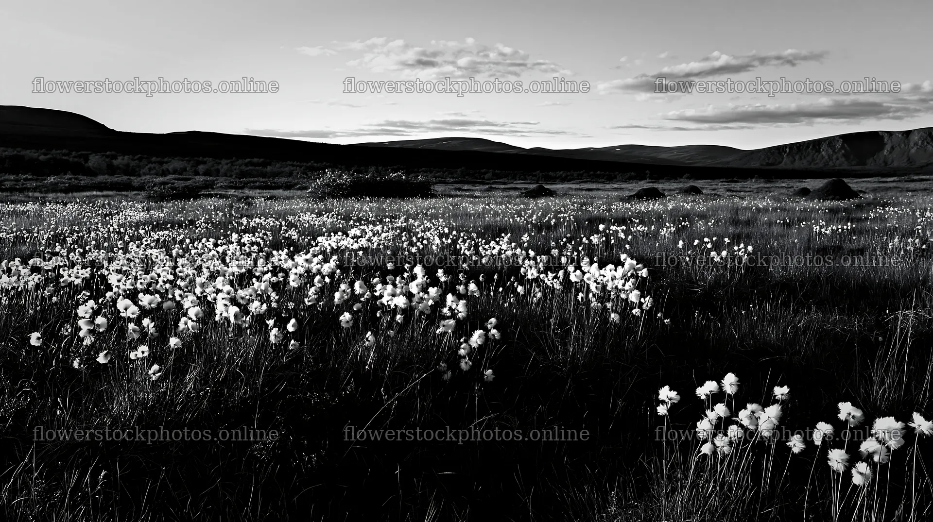 Cottongrass meadow glow at sunset with distant mountains – flower stock photos 10608x5938