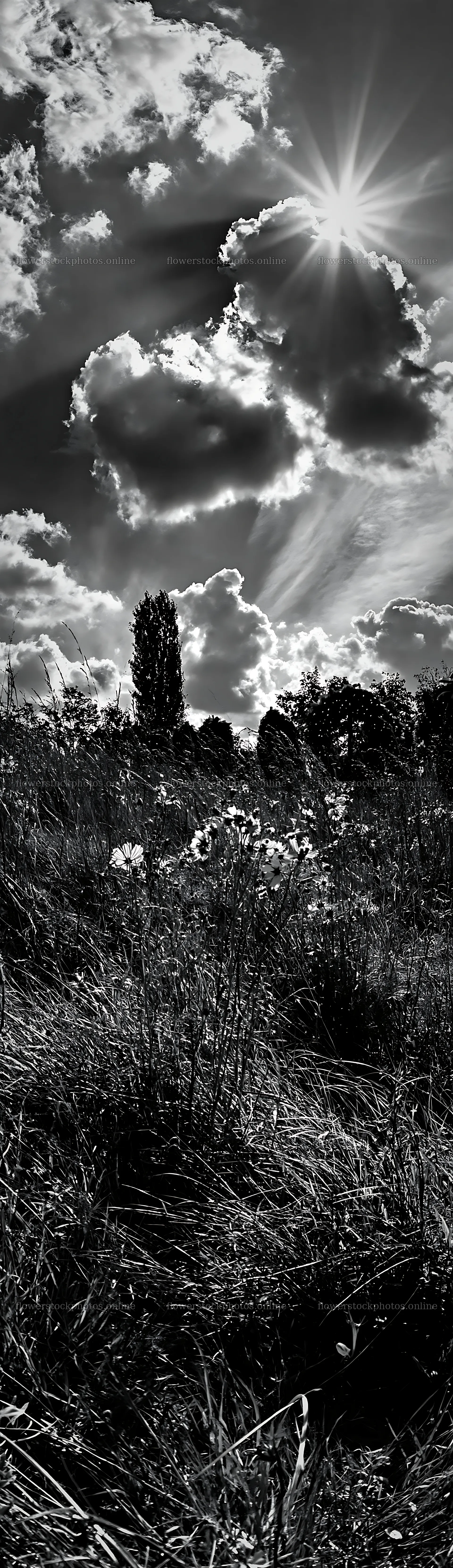 Christmas wreaths in meadow with clouds and sun rays – flower stock photos 4268x14762