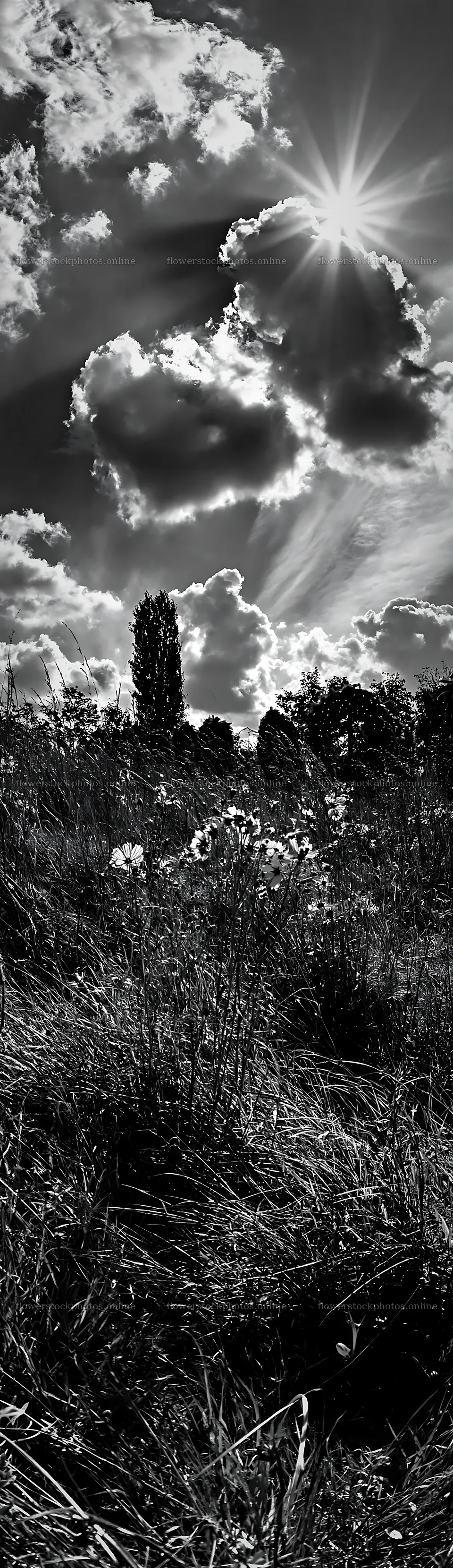 Christmas wreaths in meadow with clouds and sun rays – flower stock photos 4268x14762