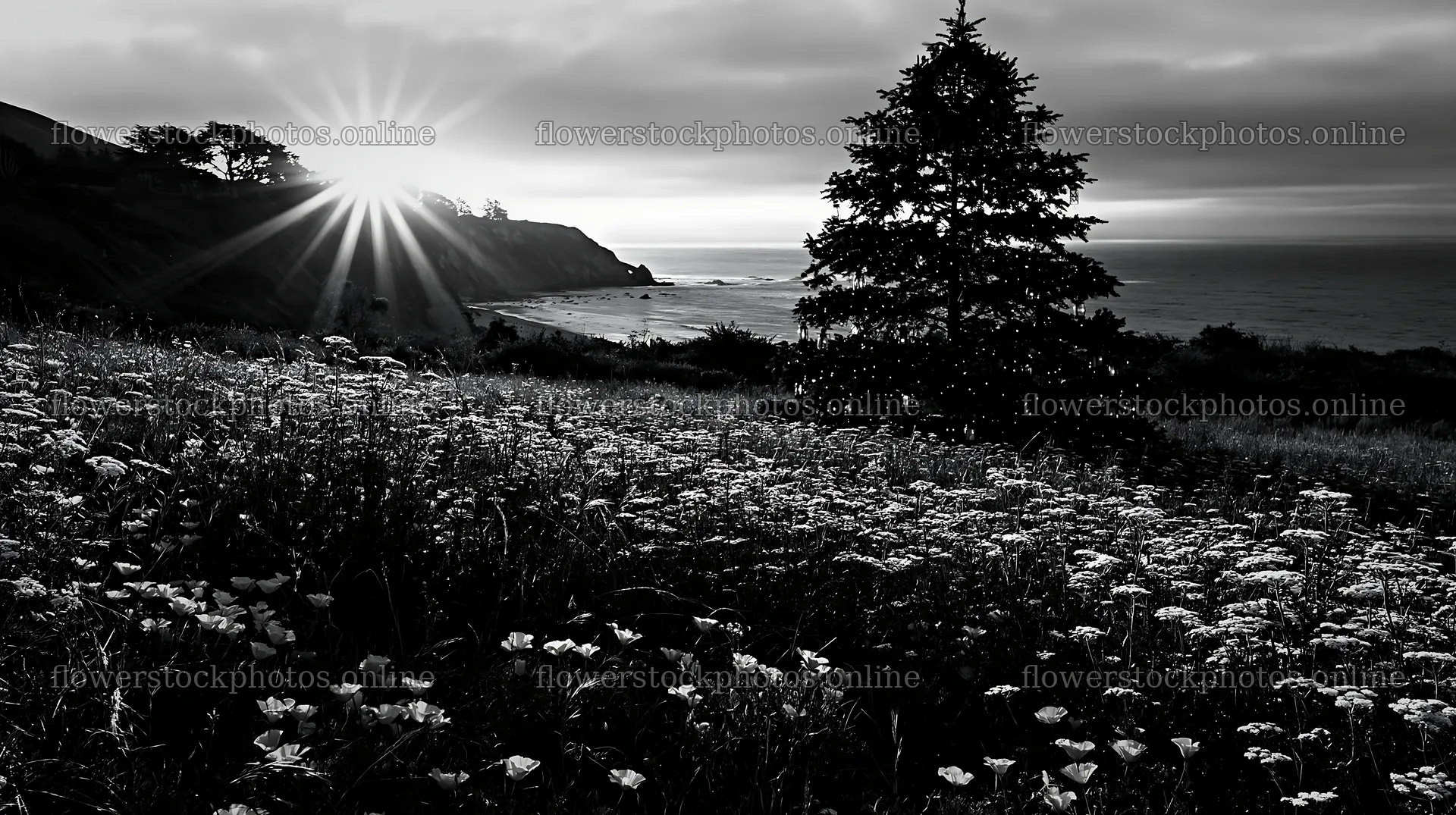 Christmas tree in meadow with sunbeams over ocean – flower stock photos 10608x5938
