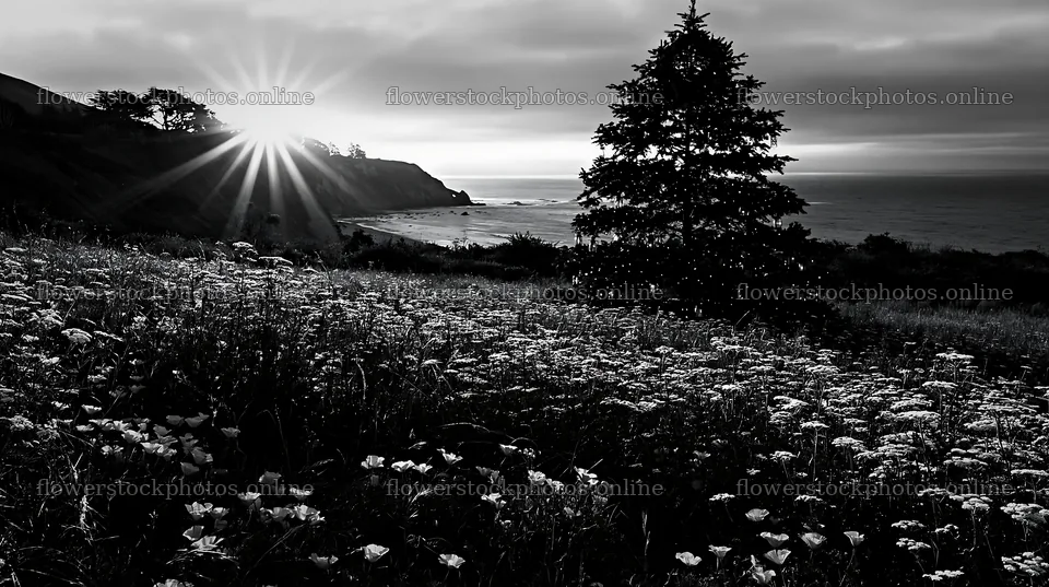 Christmas tree in meadow with sunbeams over ocean – flower stock photos 10608x5938